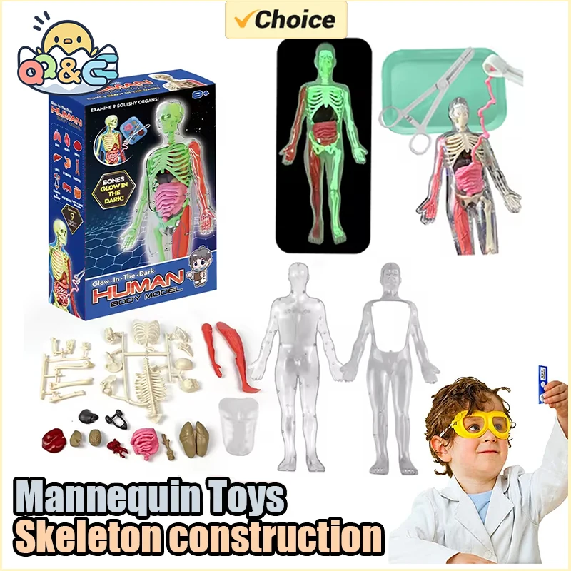 Esqueleto humano, anatomía de  - Kids Education Music reseña y precio