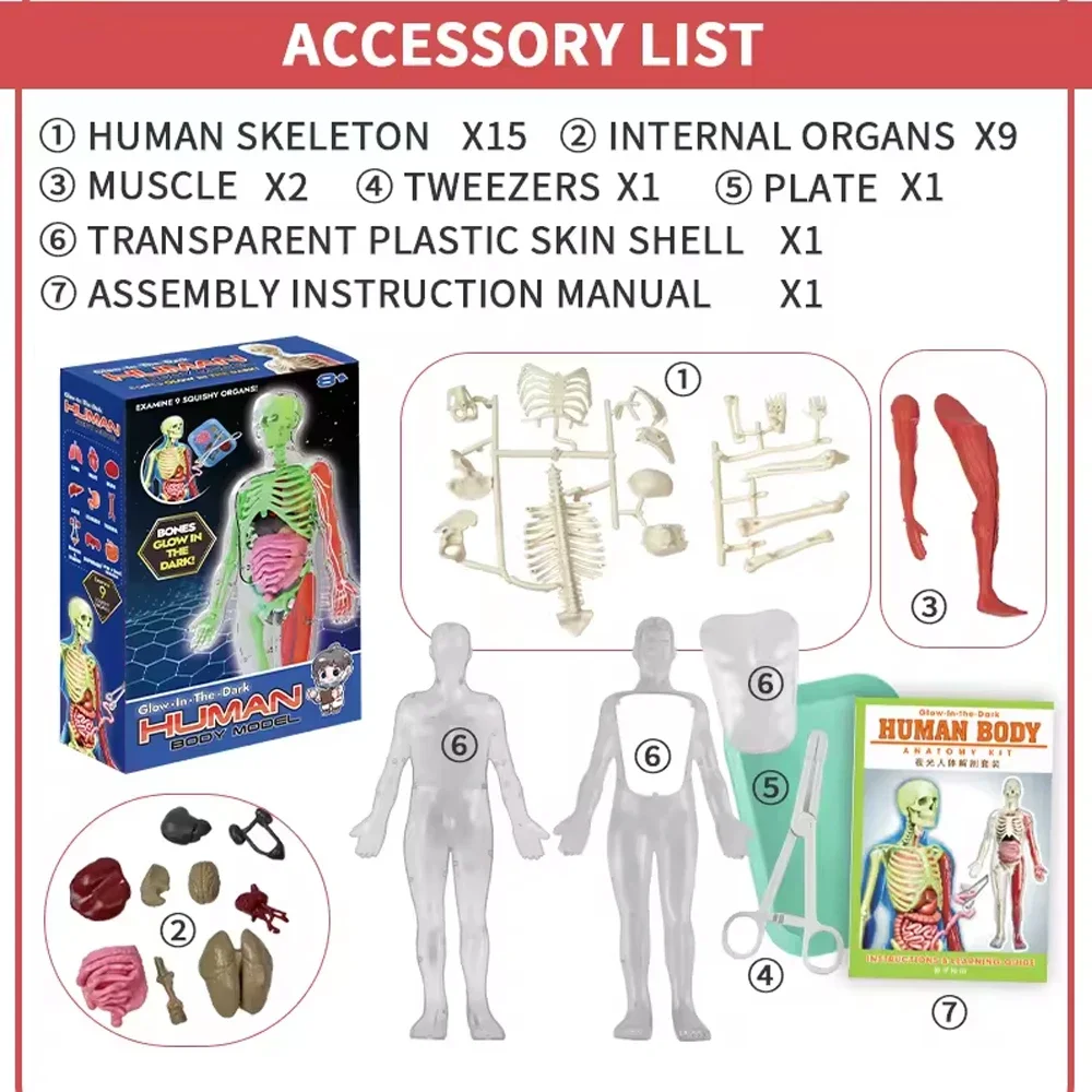 Esqueleto humano, anatomía de  - Kids Education Music reseña y precio
